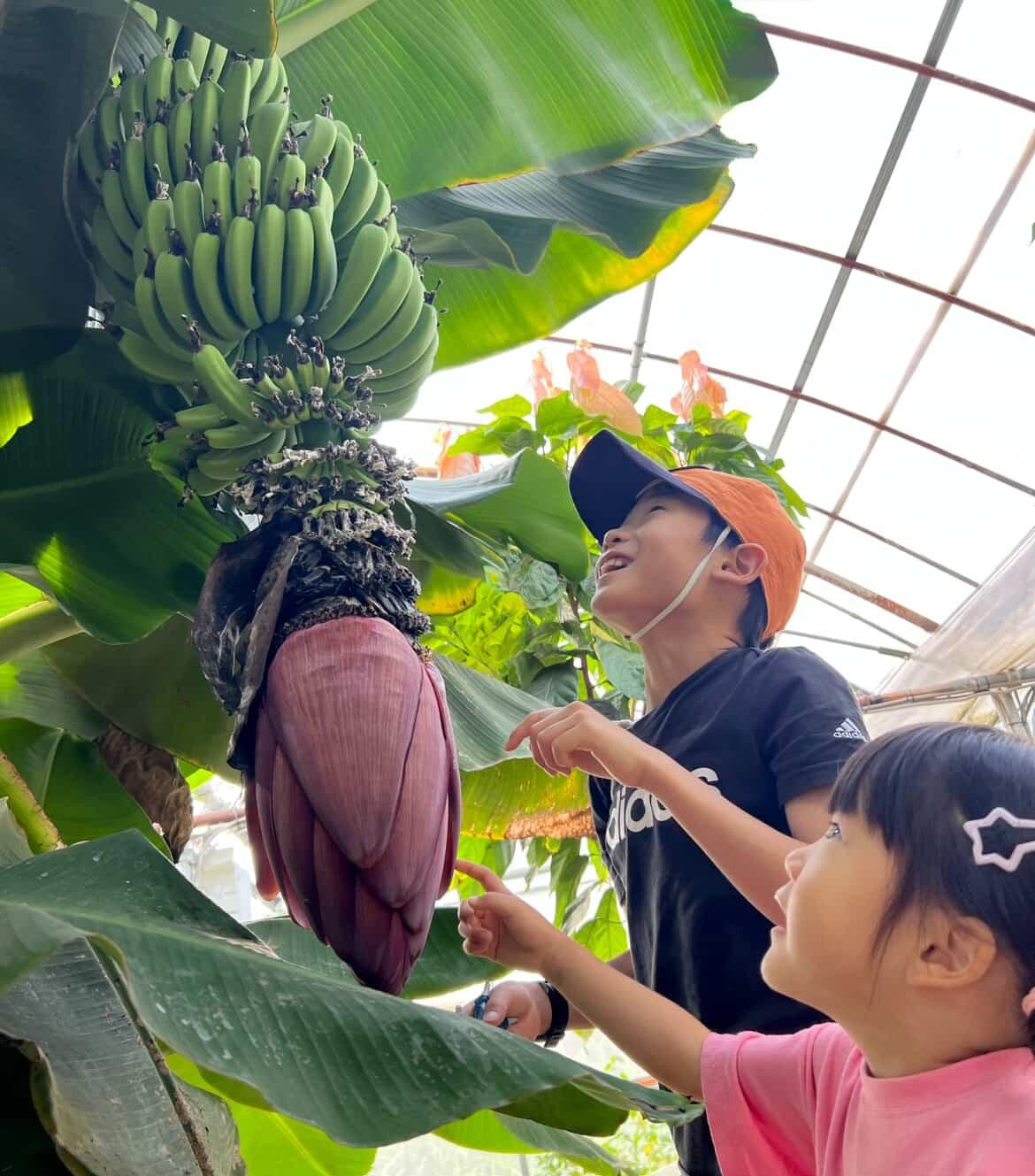 bananaoner